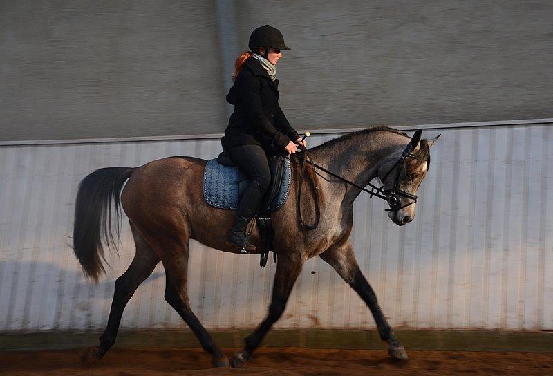 Arabisk fuldblod (OX) Wincent (SOLGT) billede 2