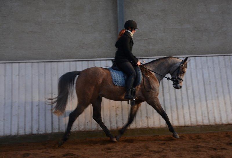 Arabisk fuldblod (OX) Wincent (SOLGT) billede 6