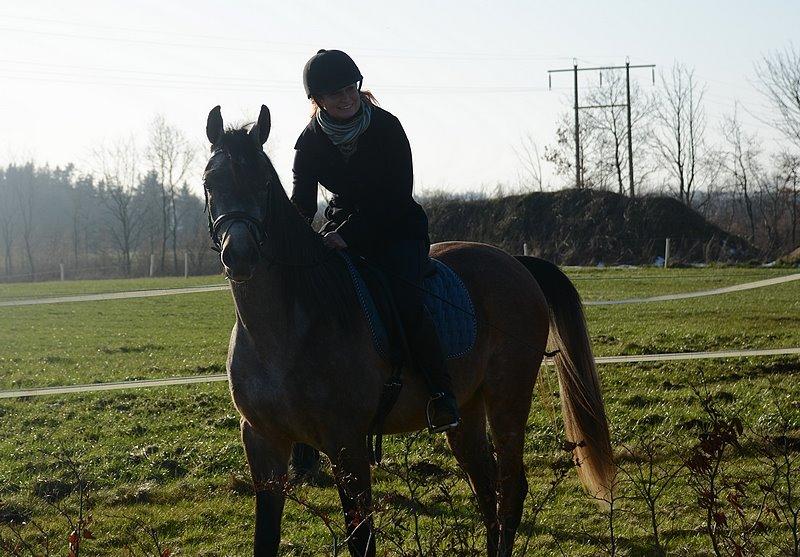 Arabisk fuldblod (OX) Wincent (SOLGT) billede 10