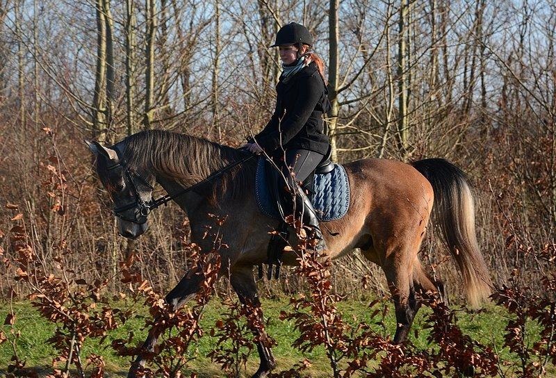 Arabisk fuldblod (OX) Wincent (SOLGT) billede 4