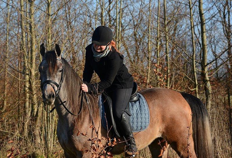 Arabisk fuldblod (OX) Wincent (SOLGT) billede 11