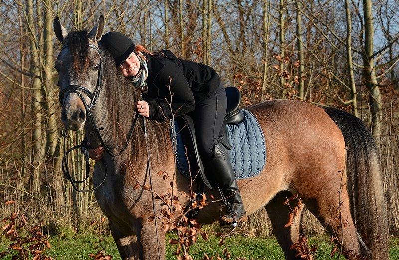 Arabisk fuldblod (OX) Wincent (SOLGT) billede 1
