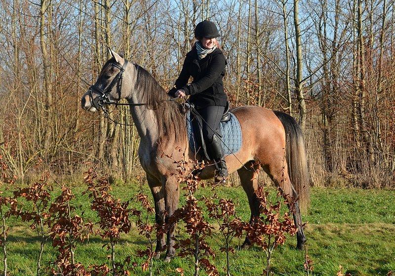 Arabisk fuldblod (OX) Wincent (SOLGT) billede 12