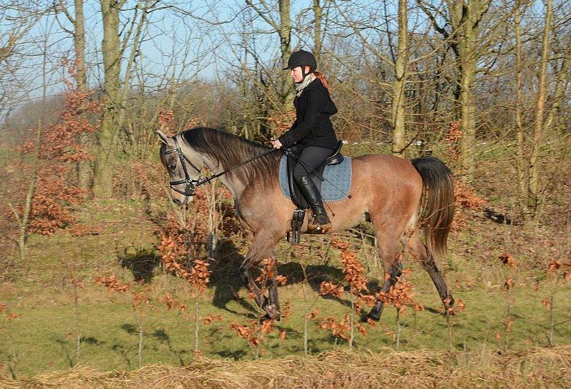Arabisk fuldblod (OX) Wincent (SOLGT) billede 13