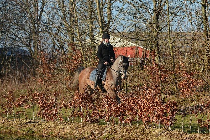 Arabisk fuldblod (OX) Wincent (SOLGT) billede 14
