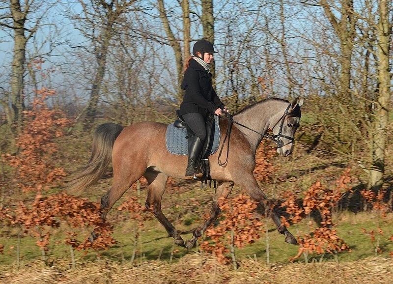 Arabisk fuldblod (OX) Wincent (SOLGT) billede 16