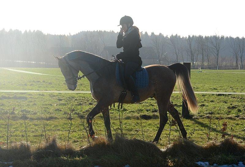 Arabisk fuldblod (OX) Wincent (SOLGT) billede 9