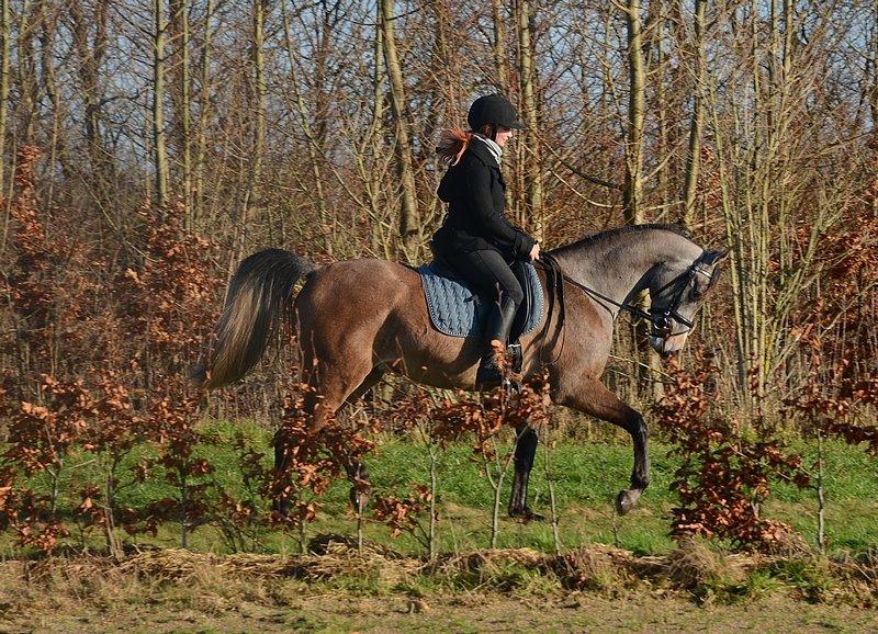 Arabisk fuldblod (OX) Wincent (SOLGT) billede 17