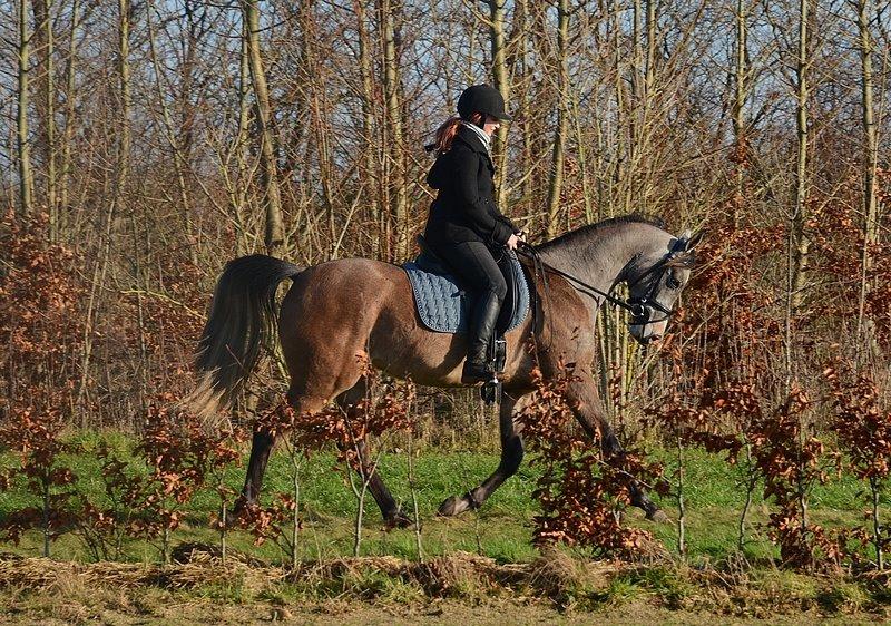 Arabisk fuldblod (OX) Wincent (SOLGT) billede 19