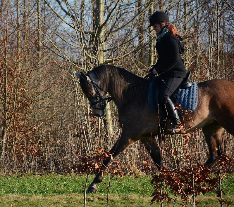 Arabisk fuldblod (OX) Wincent (SOLGT) billede 21