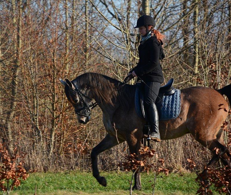 Arabisk fuldblod (OX) Wincent (SOLGT) billede 22