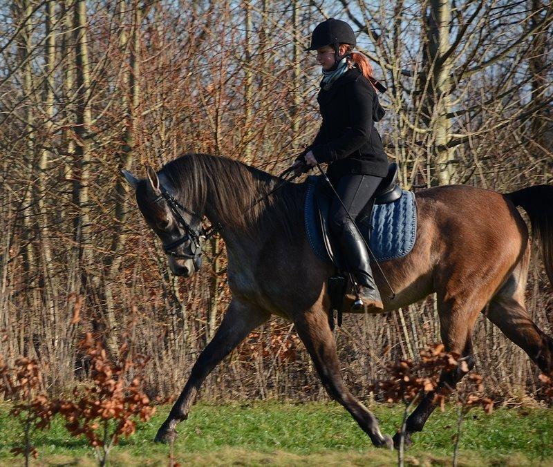 Arabisk fuldblod (OX) Wincent (SOLGT) billede 23