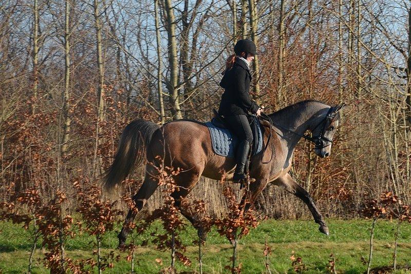Arabisk fuldblod (OX) Wincent (SOLGT) billede 20