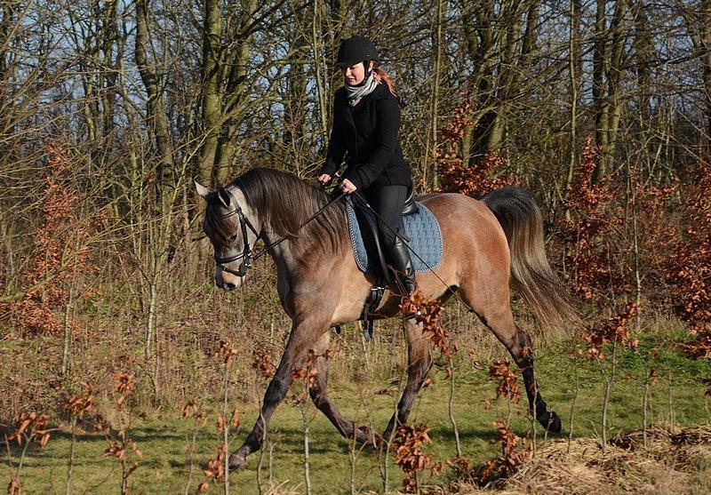 Arabisk fuldblod (OX) Wincent (SOLGT) billede 25