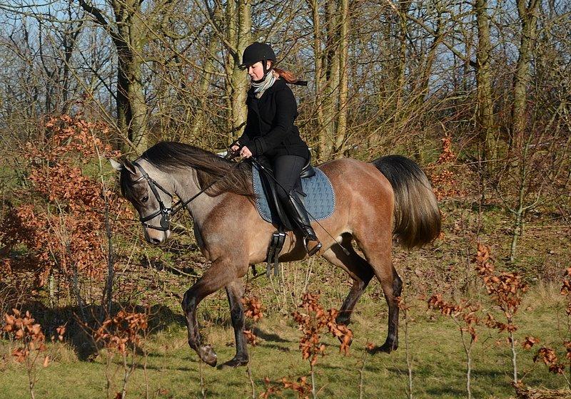 Arabisk fuldblod (OX) Wincent (SOLGT) billede 26