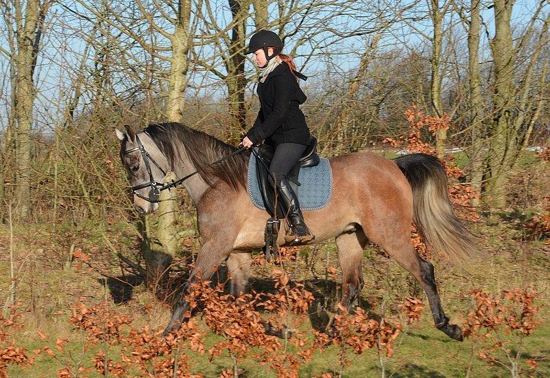 Arabisk fuldblod (OX) Wincent (SOLGT) billede 27