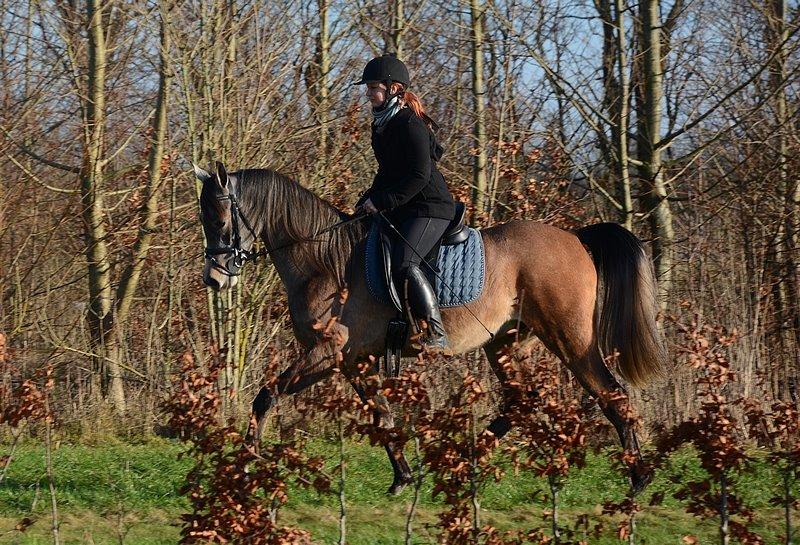 Arabisk fuldblod (OX) Wincent (SOLGT) billede 24