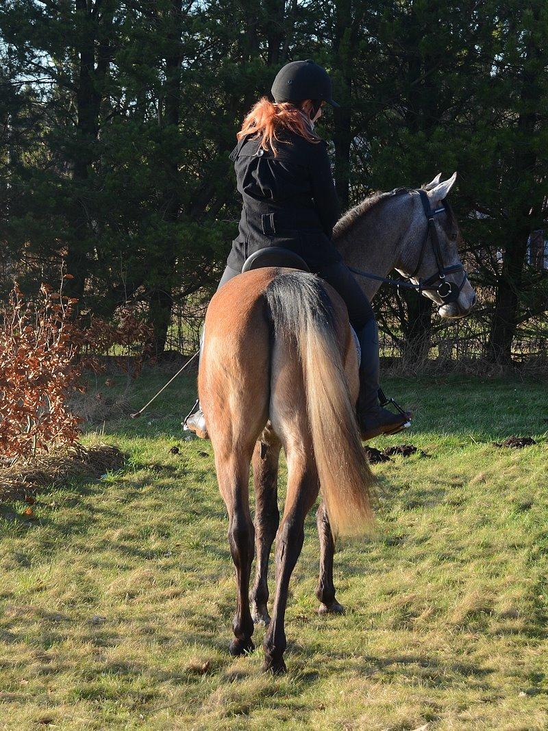 Arabisk fuldblod (OX) Wincent (SOLGT) billede 29