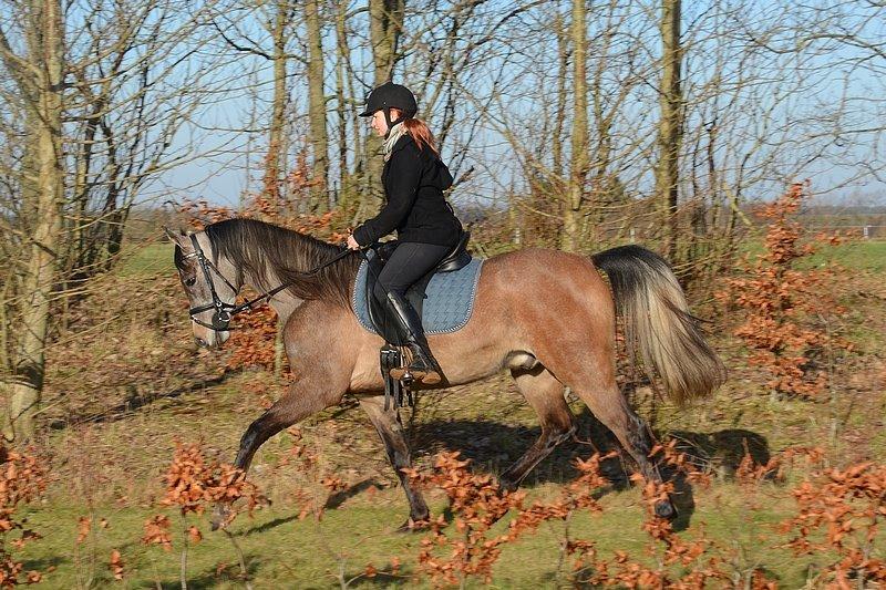 Arabisk fuldblod (OX) Wincent (SOLGT) billede 28
