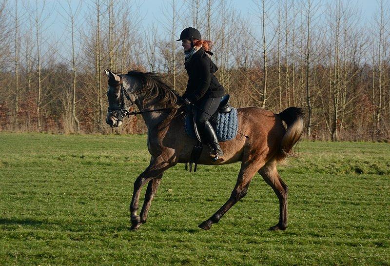 Arabisk fuldblod (OX) Wincent (SOLGT) billede 30