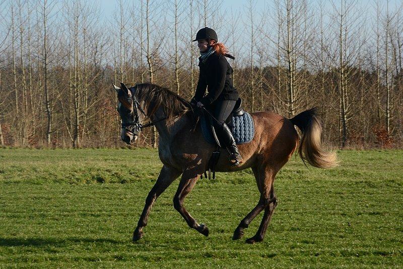 Arabisk fuldblod (OX) Wincent (SOLGT) billede 3