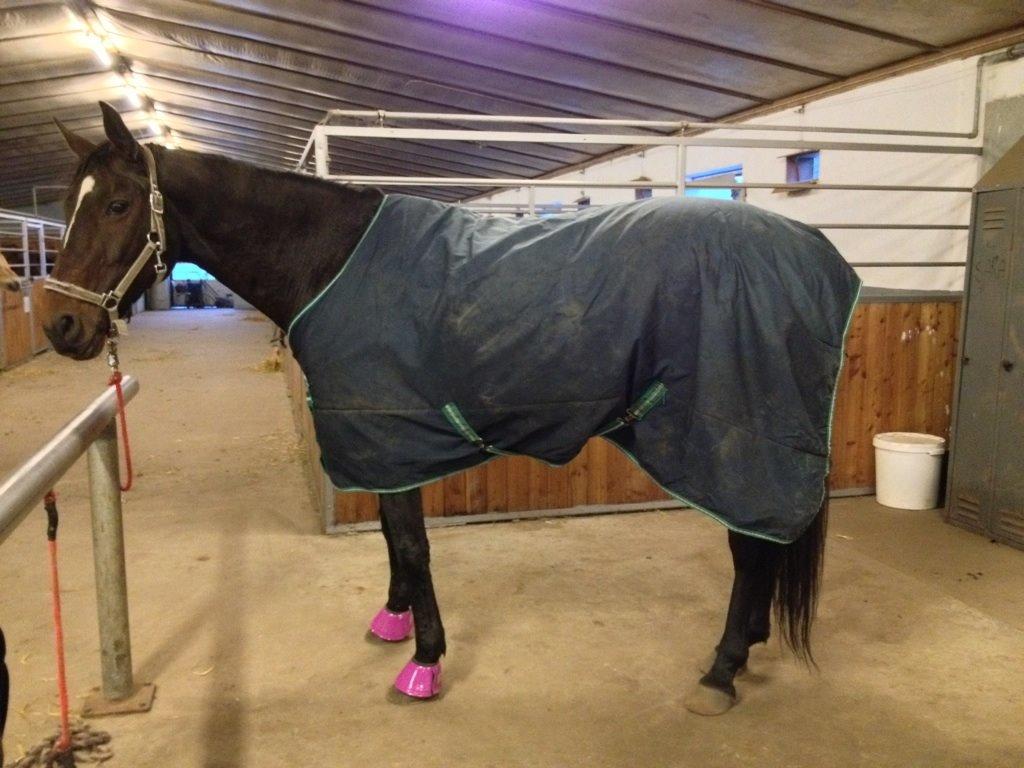 Anden særlig race Bella - Bella med regndækken som et rent regndækken billede 19