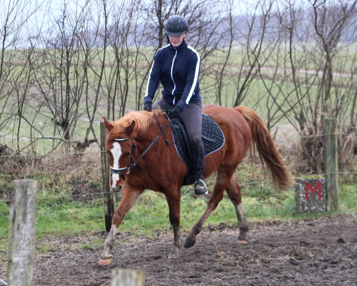 DSP Nørretelling's Ballou - Anden gang jed rider ham <3 - Foto: Søs billede 14