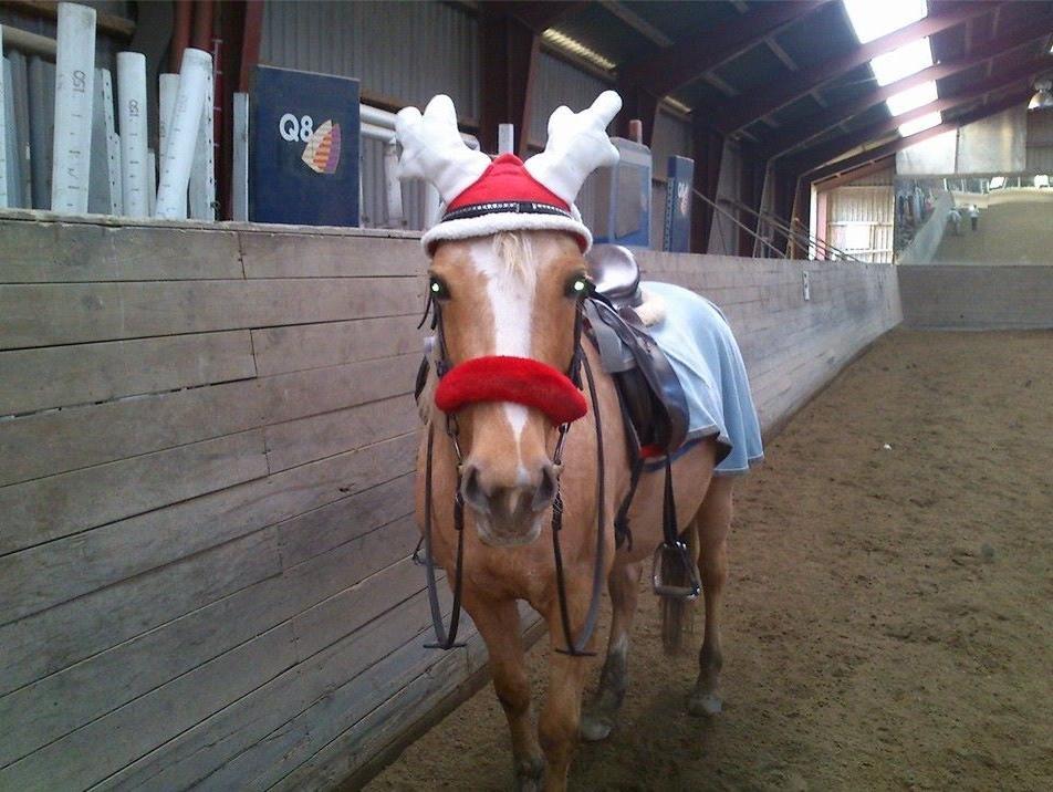 DSP Grønagergård Dobra - Min lille julepony <3 billede 8