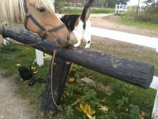 DSP Grønagergård Dobra - siger lige "HEY" til staldens kat <3 billede 10