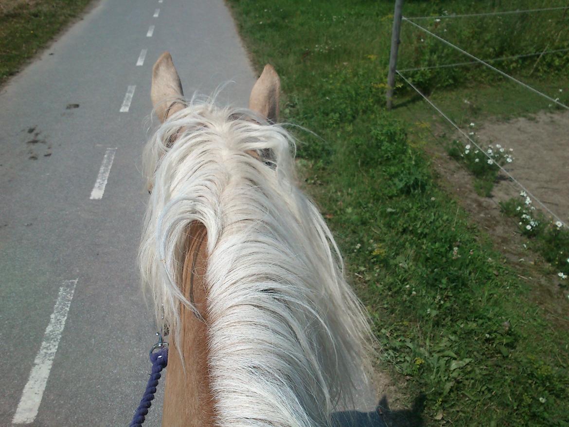 DSP Grønagergård Dobra - Rider ned til folden i grime og med et stort smil på læben <3 billede 11