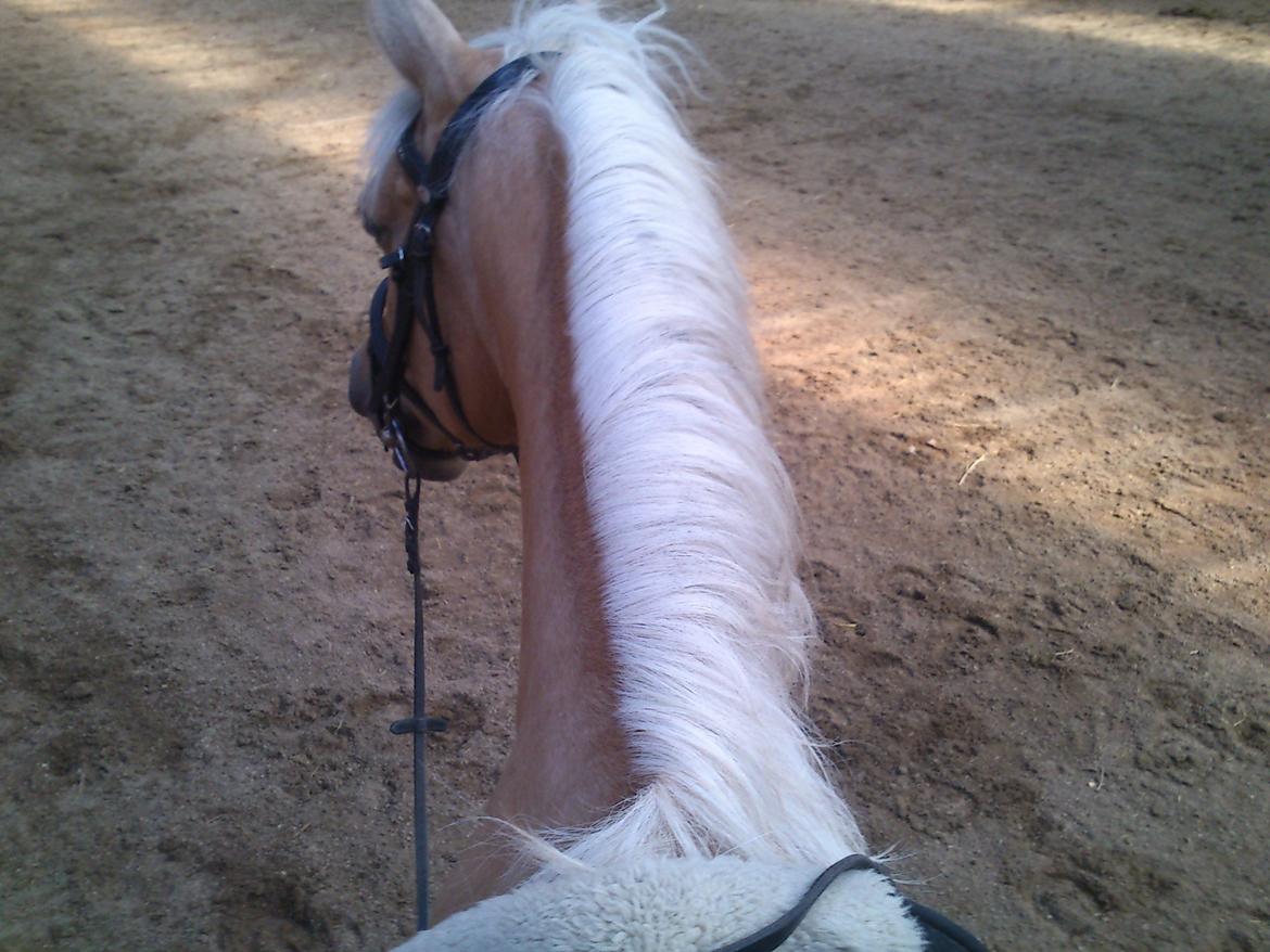 DSP Grønagergård Dobra - Elsker at sidde på dig baby<3 Du vil altid være min skat <3 billede 13