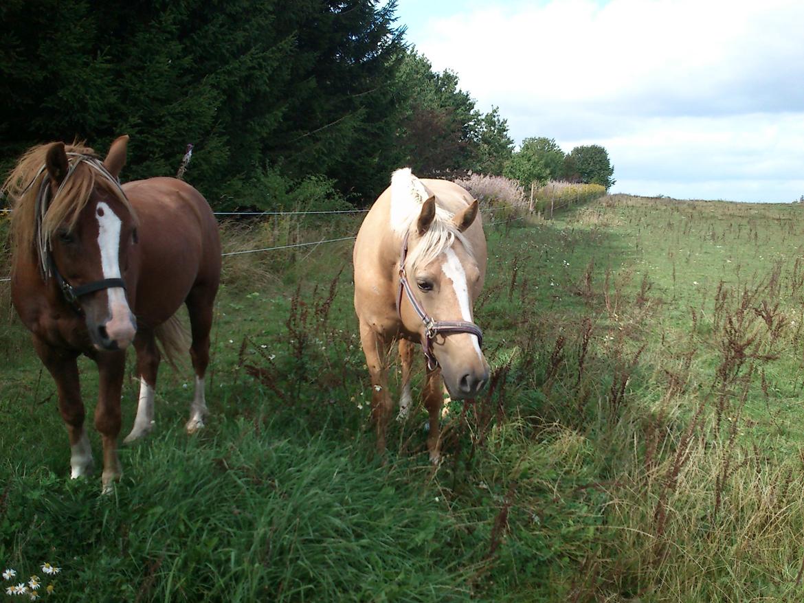DSP Grønagergård Dobra - Dobra-tøssssen og hende ven hygger på folden <3 billede 14