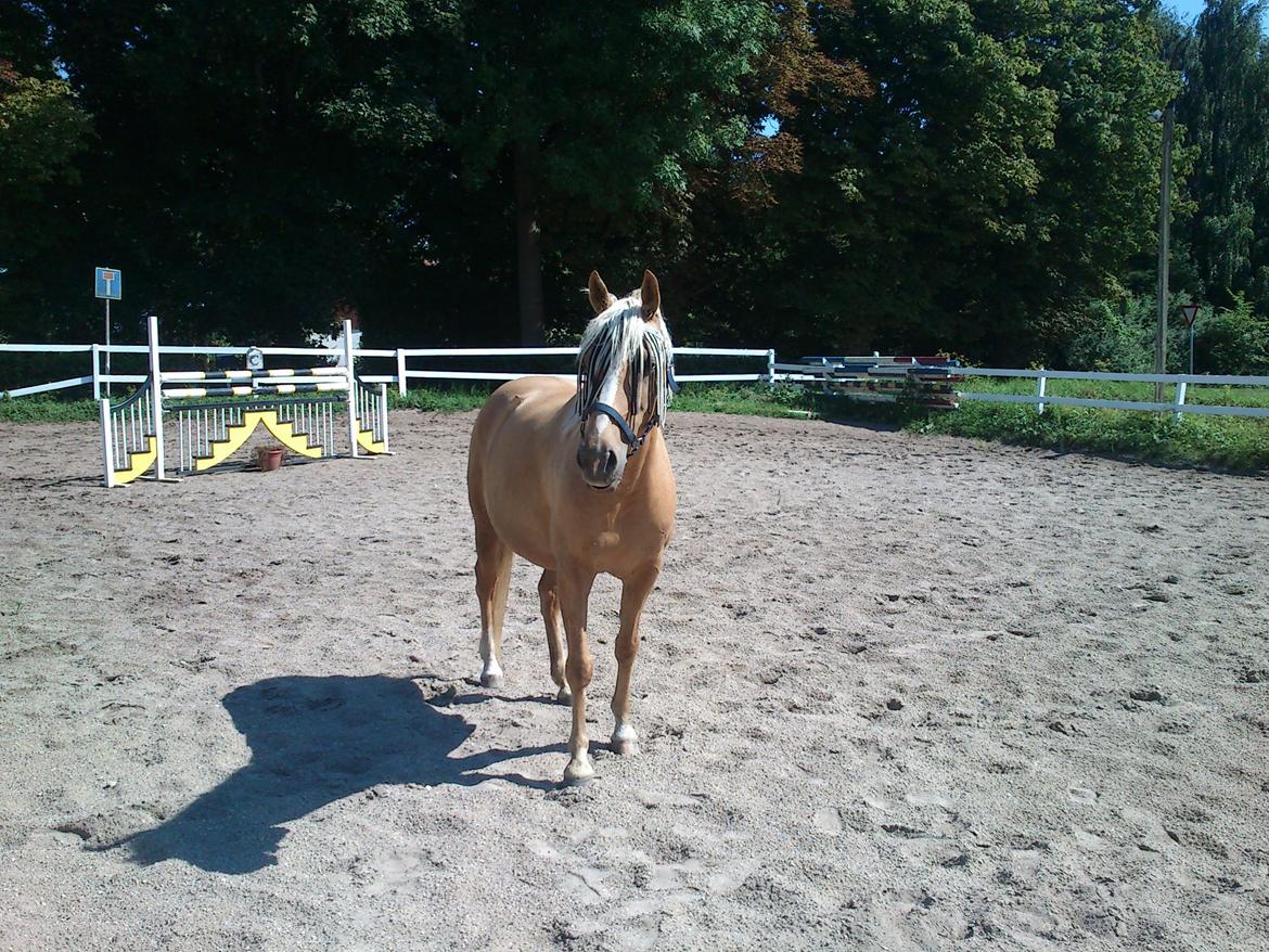 DSP Grønagergård Dobra - laver lidt jordtræning md hende om hun er meget træt <3 billede 12