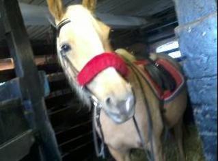 DSP Grønagergård Dobra - Klar til en ride tur i det røde udstyr <3 billede 17