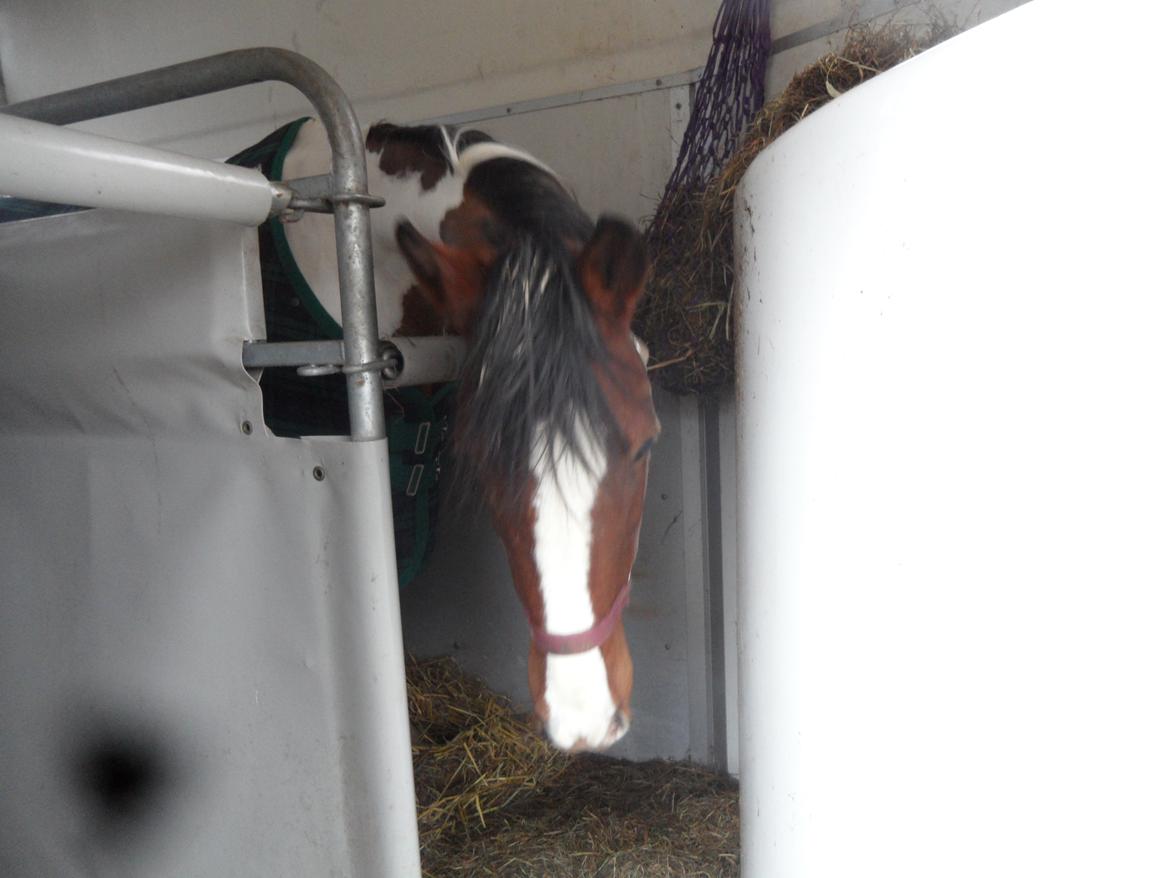 Pinto Santana (Indianer Hesten) - Min nye pony i traileren billede 12