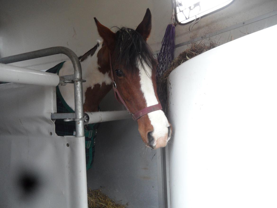 Pinto Santana (Indianer Hesten) - Min nye pony i traileren billede 13