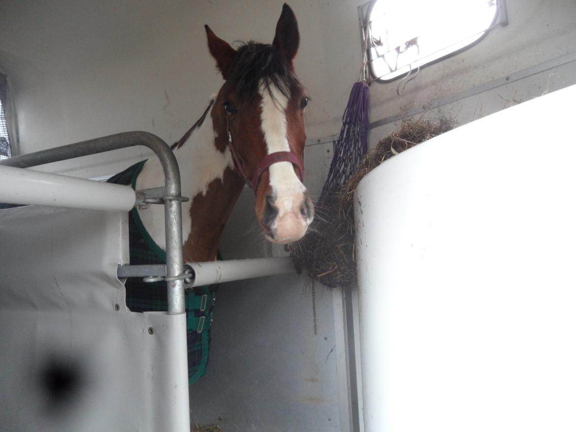 Pinto Santana (Indianer Hesten) - Min nye pony i traileren billede 14