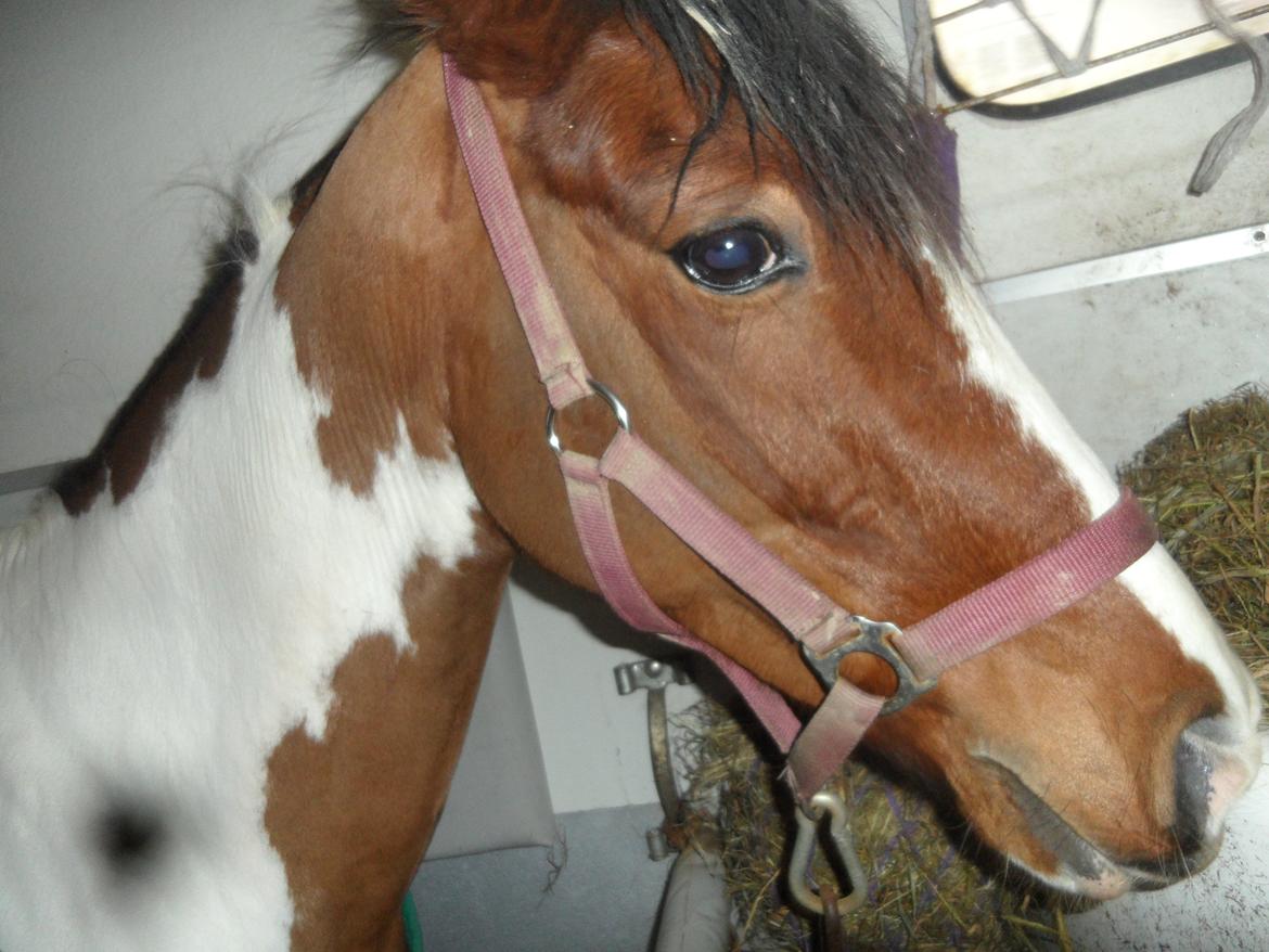 Pinto Santana (Indianer Hesten) - Min nye pony i traileren billede 15