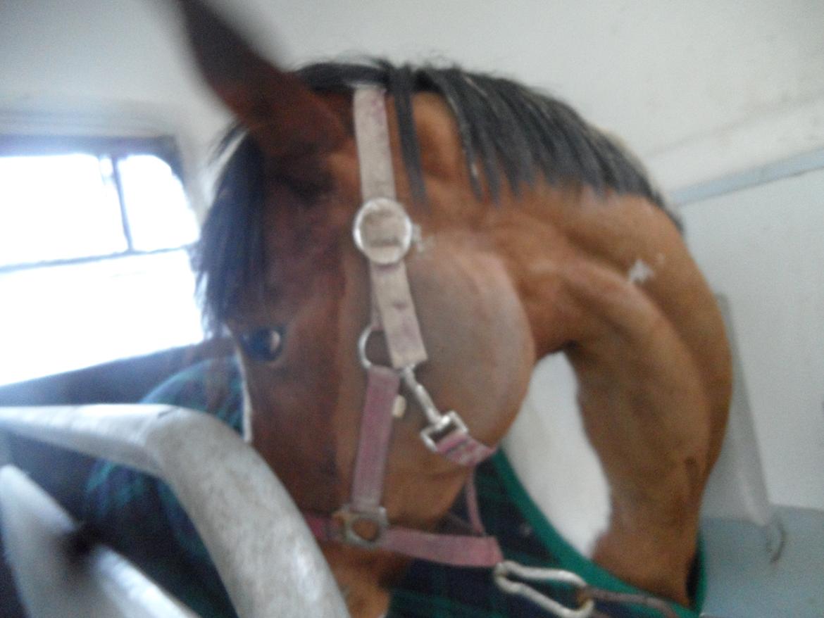 Pinto Santana (Indianer Hesten) - Min nye pony i traileren billede 16