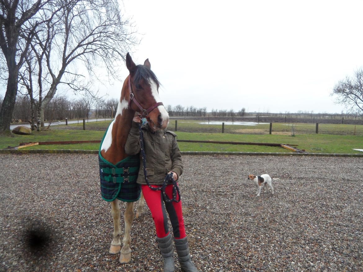 Pinto Santana (Indianer Hesten) - Min nye pony ude af traileren, efter lige at havde hentede hende i Østjylland. billede 17