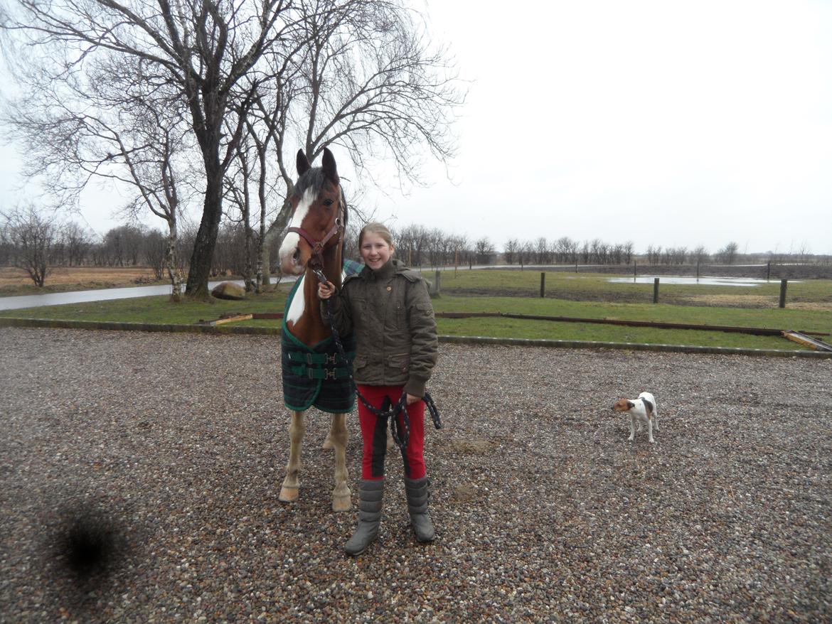 Pinto Santana (Indianer Hesten) - Min nye pony ude af traileren, efter lige at havde hentede hende i Østjylland billede 18