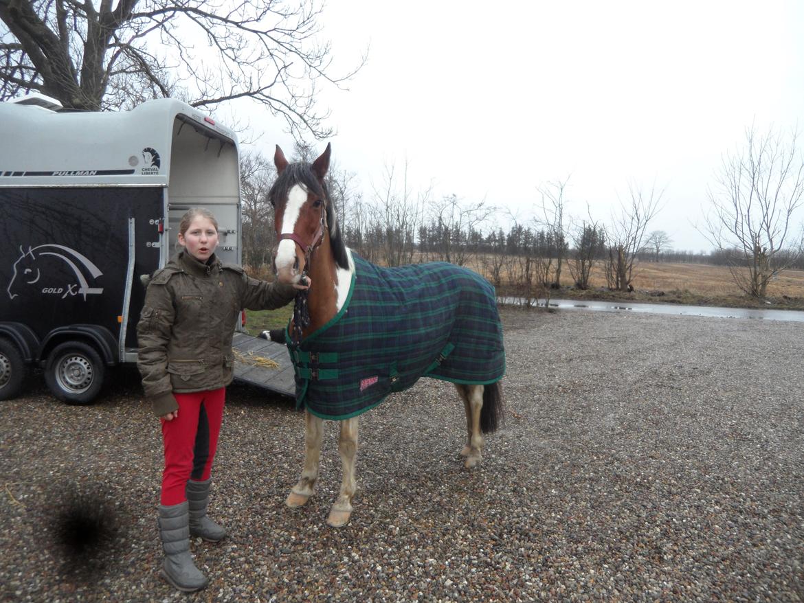 Pinto Santana (Indianer Hesten) - Min nye pony ude af traileren, efter lige at havde hentede hende i Østjylland. billede 19