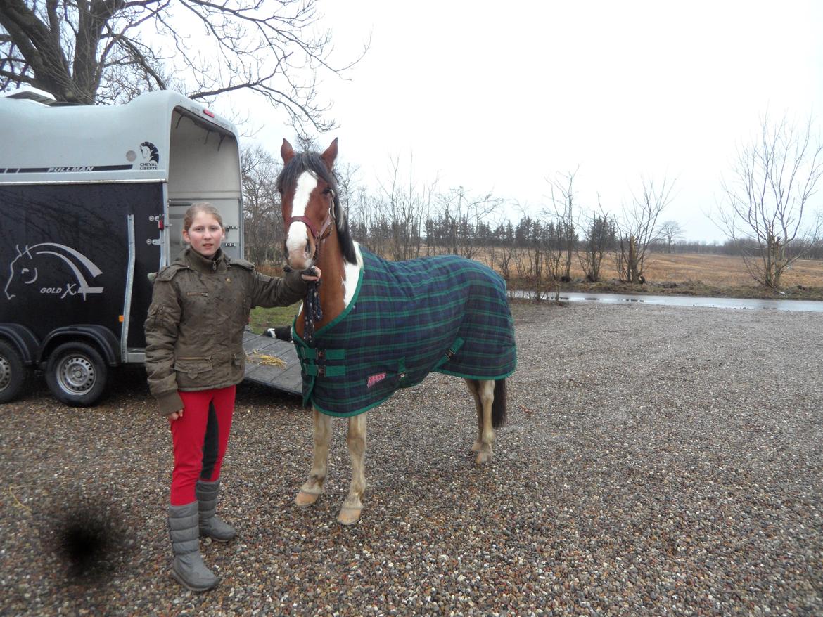 Pinto Santana (Indianer Hesten) - Min nye pony ude af traileren, efter lieg at havde hentede hende i Østjylland billede 20