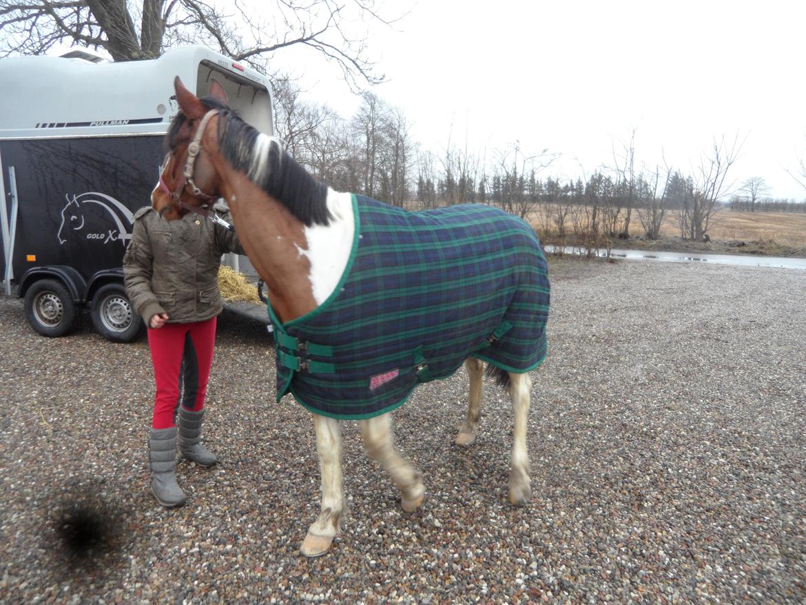 Pinto Santana (Indianer Hesten) - Min nye pony ude af traileren, efter at havde hentede hende i Østjylland. billede 21