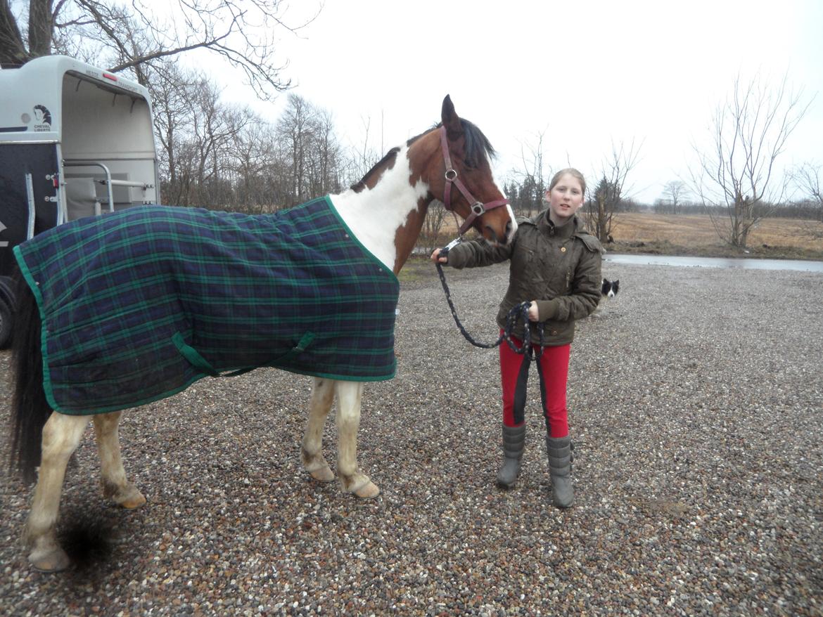 Pinto Santana (Indianer Hesten) - Min nye pony ude af tarilerne, efter at havde hentede hende i Østjylland. billede 22