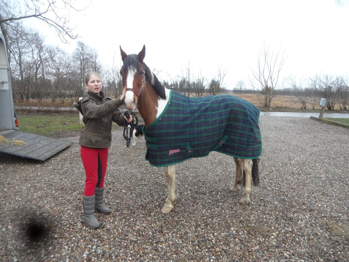 Pinto Santana (Indianer Hesten) - Min nye pony ude af trailerne, efter lige at havde hentede hende i Østjylland. billede 23