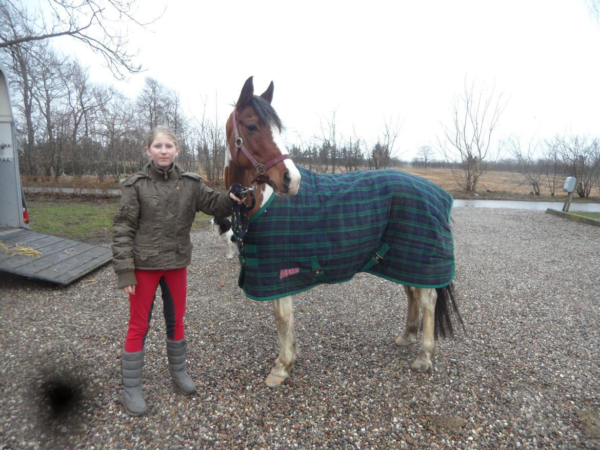 Pinto Santana (Indianer Hesten) - Min nye pony ude af traileren, efter lige at havde hentede hende i Østjylland. billede 24