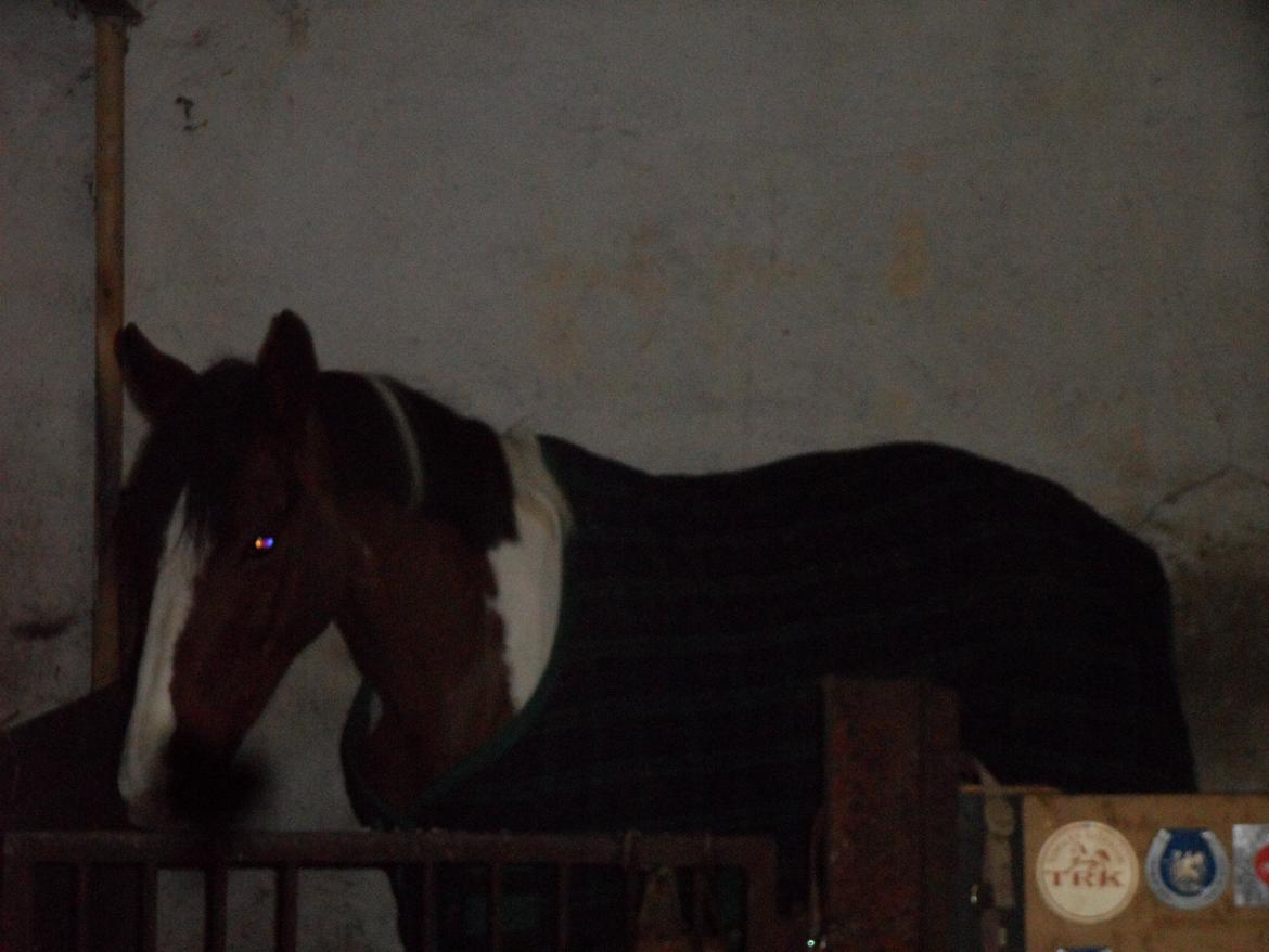 Pinto Santana (Indianer Hesten) - Santana i boksen billede 25