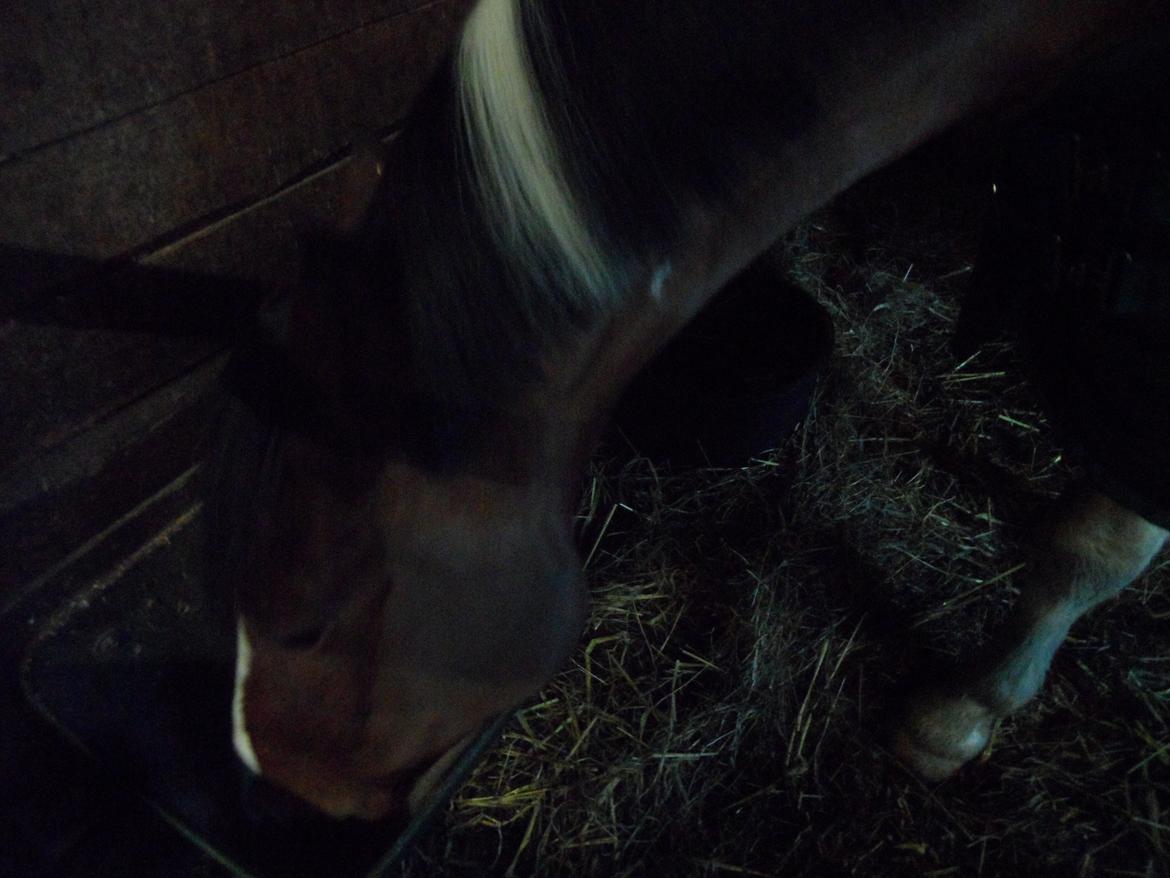 Pinto Santana (Indianer Hesten) - Santana skulle lige have noget valset byg billede 26