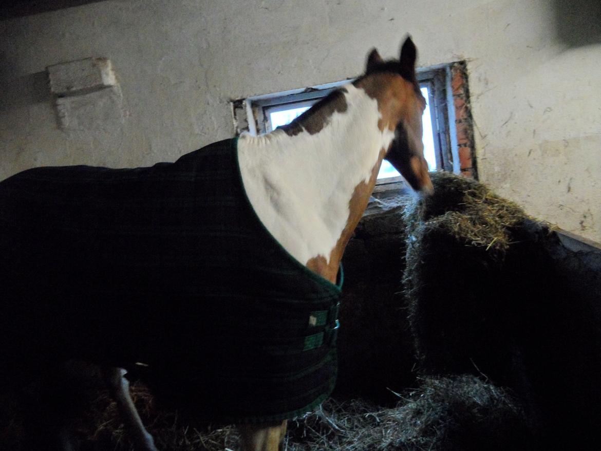 Pinto Santana (Indianer Hesten) - Santana skulle lige kigge ud af vinduret, imens hun fik massere af Hø og Wrap billede 27